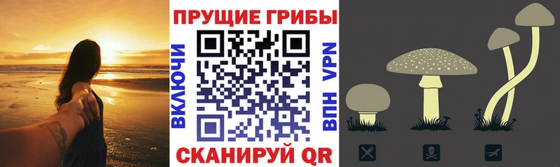 Купить  Суворов  Псилоцибиновые грибы Psilocybe 